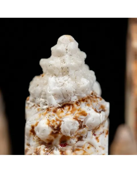 Conchiglie sezionate sotto Campana di Vetro