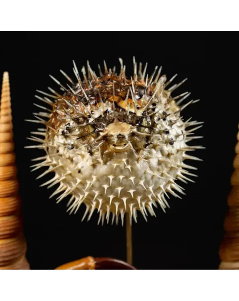 Composizione Marina sotto Campana di Vetro – Stile Wunderkammer.