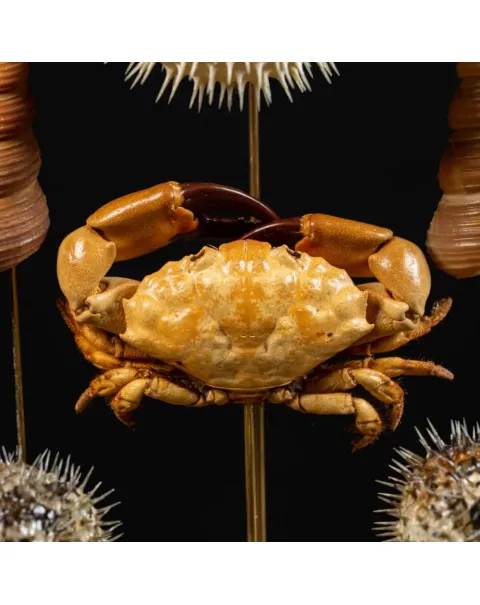 Composizione Marina sotto Campana di Vetro – Stile Wunderkammer.