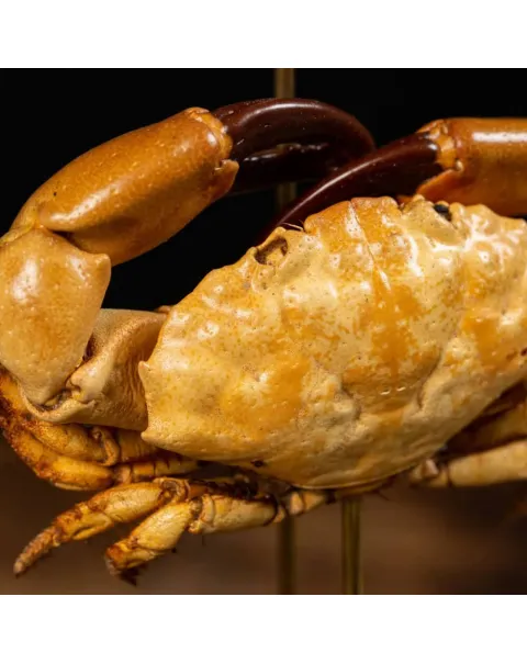 Composizione Marina sotto Campana di Vetro – Stile Wunderkammer.