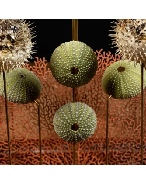 Composizione Marina sotto Campana di Vetro – Stile Wunderkammer.
