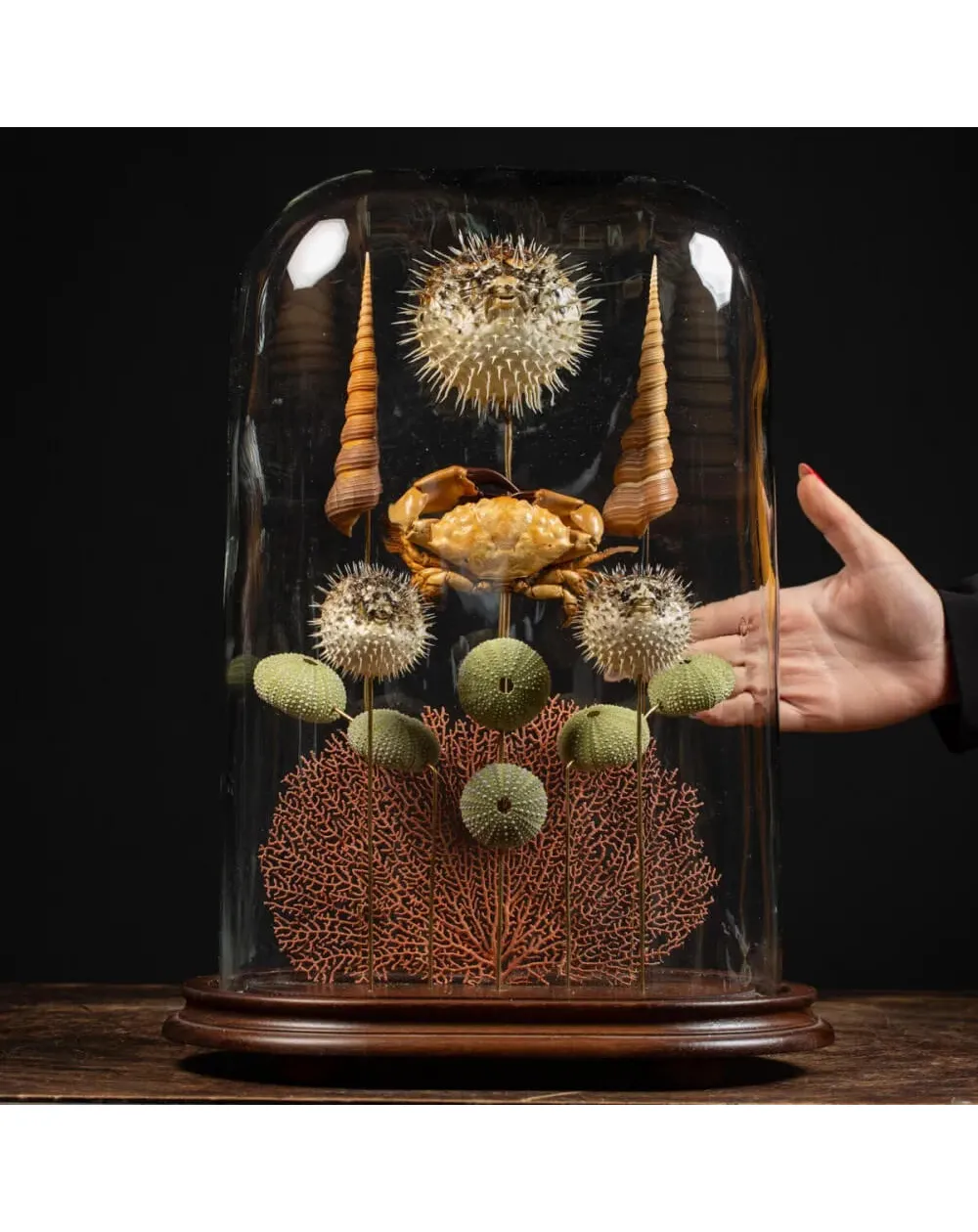 Composizione Marina sotto Campana di Vetro – Stile Wunderkammer.