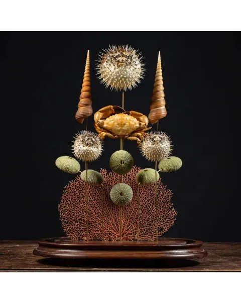 Composizione Marina sotto Campana di Vetro – Stile Wunderkammer.