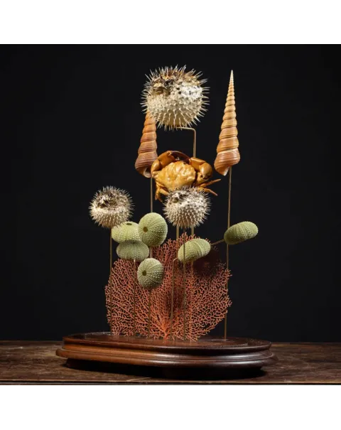 Composizione Marina sotto Campana di Vetro – Stile Wunderkammer.