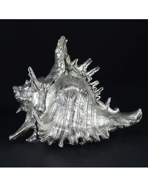 Murex Ramosus extra large Argentato