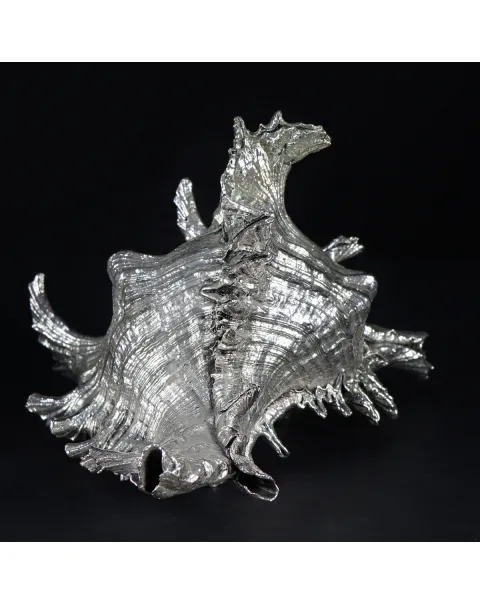 Murex Ramosus extra large Argentato