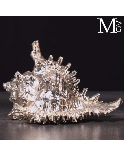Conchiglia naturale Murex Ramosus con bagno galvanico in argento.