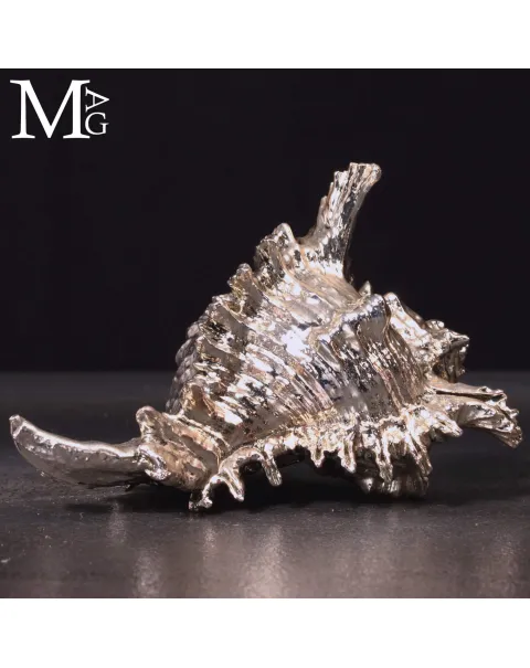 Conchiglia naturale Murex Ramosus con bagno galvanico in argento.