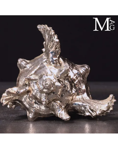 Conchiglia naturale Murex Ramosus con bagno galvanico in argento.