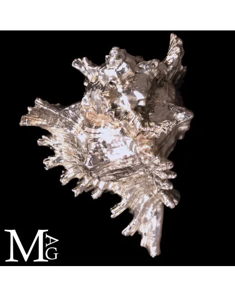 Conchiglia naturale Murex Ramosus con bagno galvanico in argento.