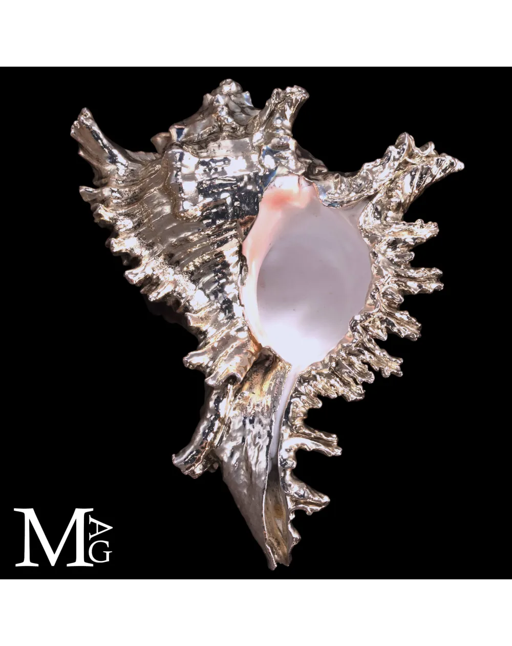 Conchiglia naturale Murex Ramosus con bagno galvanico in argento.
