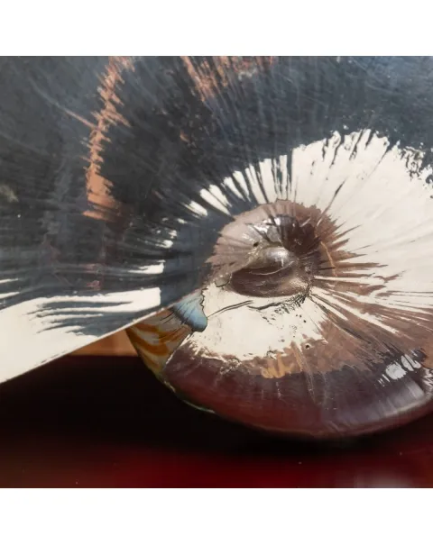 Nautilus Pompilius Argentato