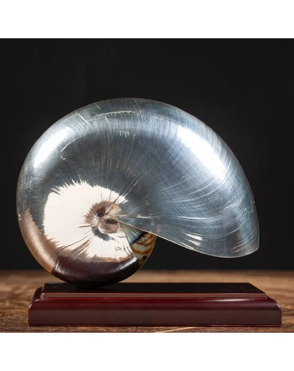 Nautilus Pompilius Argentato
