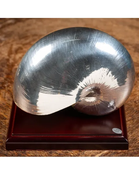Nautilus Pompilius Argentato
