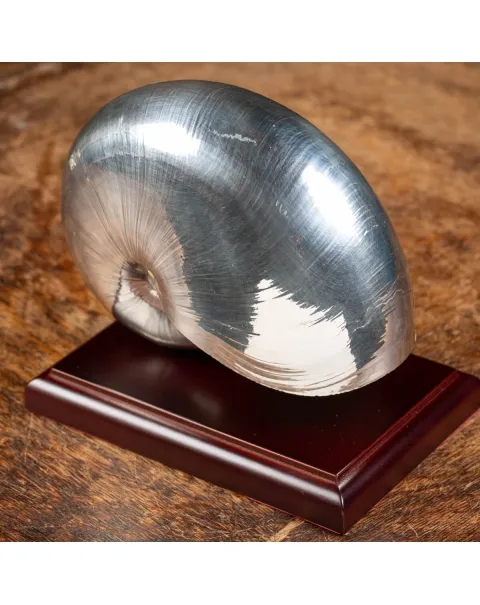 Nautilus Pompilius Argentato