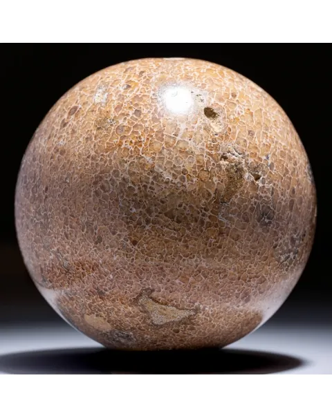 Sfera in Osso di Atlasaurus