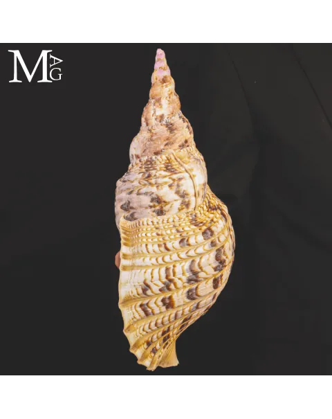Charonia Tritonis – Madagascar – 373 mm
