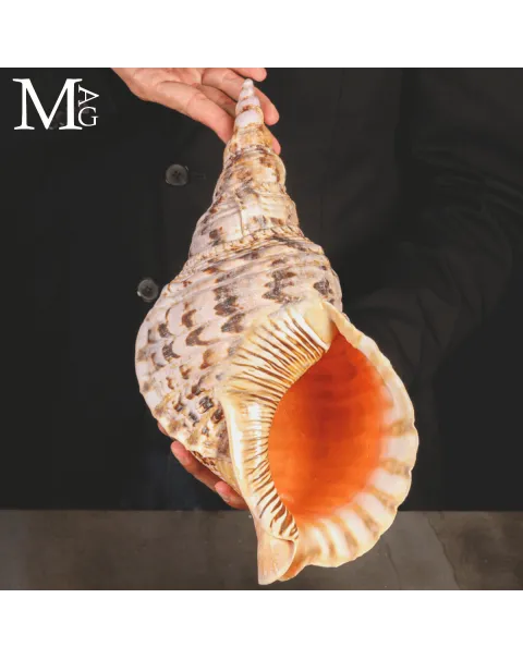 Charonia Tritonis – Madagascar – 373 mm