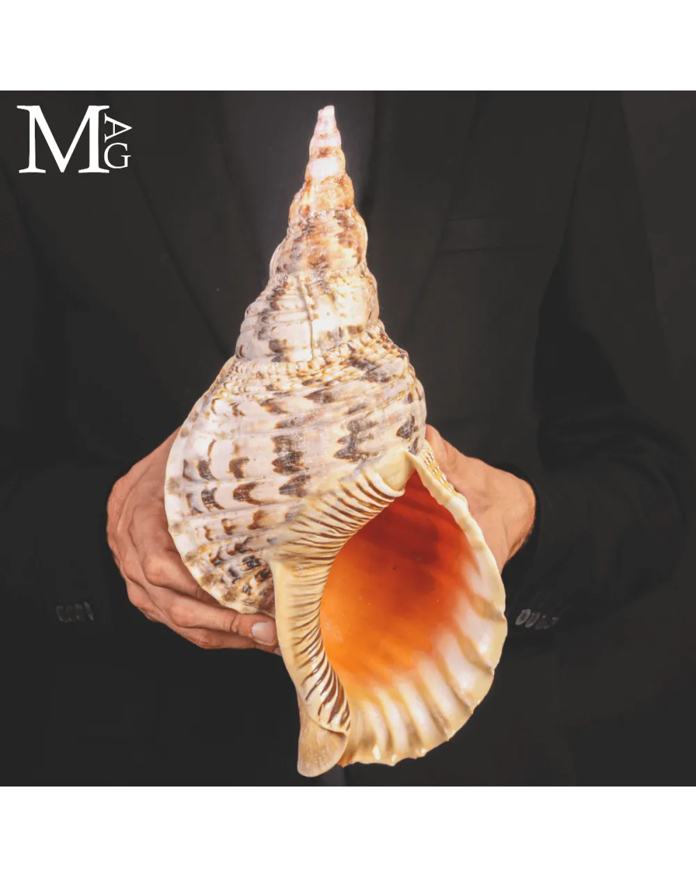 Charonia Tritonis – Madagascar – 373 mm