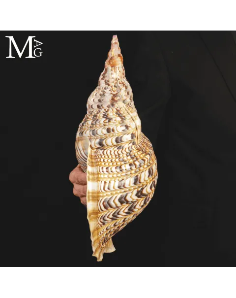 Charonia Tritonis di dimensioni eccezionali – Madagascar