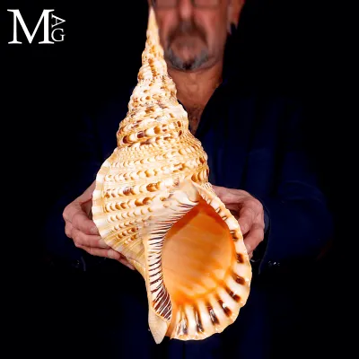Charonia Tritonis – Guinness Record size 427mm