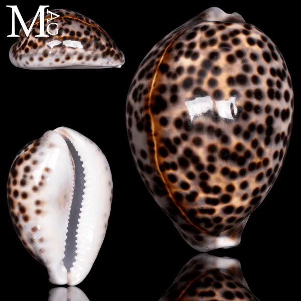 Cypraea Tigris - Madagascar 110 mm