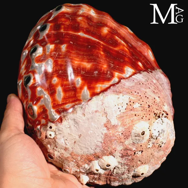 Haliotis Rufescens – Abalone Rosso Levigato a Metà