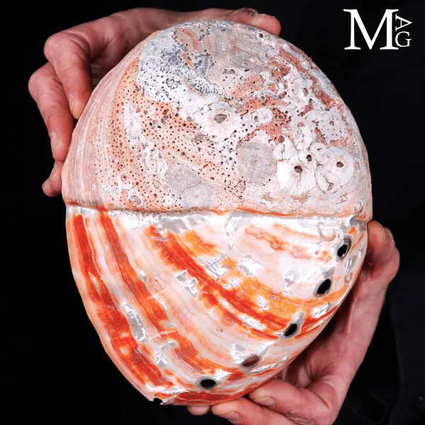 Haliotis Rufescens - Abalone Rosso della Baja California - 221 mm