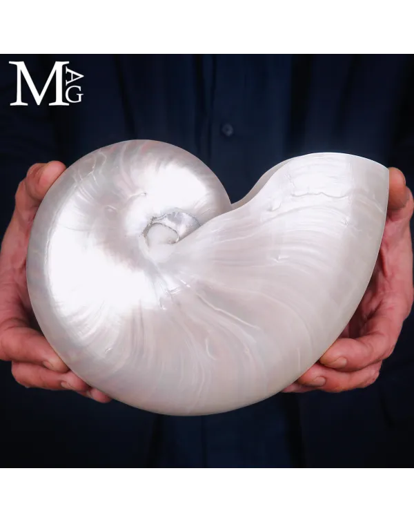 Nautilus Pompilius – Grande Nautilus in Madreper...