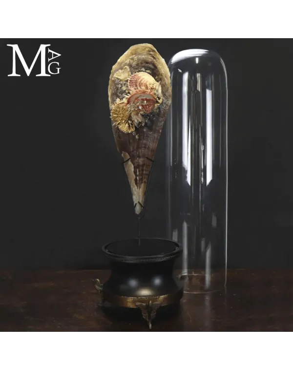 Grande Pinna Bicolor con Spondylus sotto Campana d...