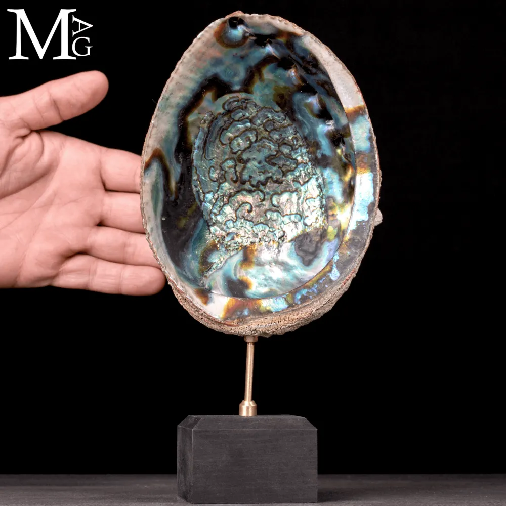 Haliotis Fulgens – Abalone Verde di Santa Cruz - California