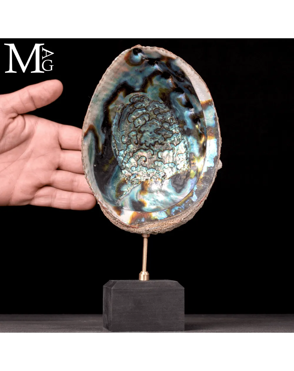 Haliotis Fulgens – Abalone Verde di Santa Cruz - California