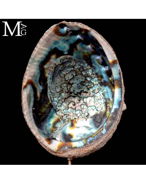 Haliotis Fulgens – Abalone Verde di Santa Cruz - California