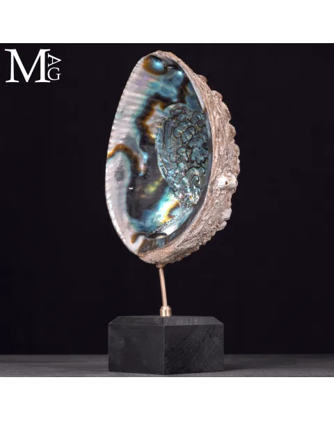 Haliotis Fulgens – Abalone Verde di Santa Cruz - California