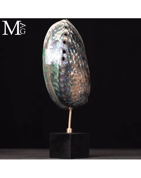Haliotis Iris – Abalone della Nuova Zelanda.