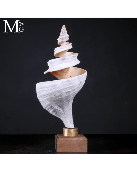 Triplofusus Giganteus – Scultura della Spirale Mrina
