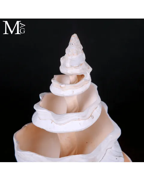 Triplofusus Giganteus – Scultura della Spirale Mrina