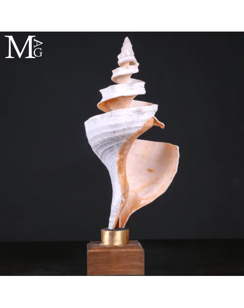 Triplofusus Giganteus – Scultura della Spirale Mrina