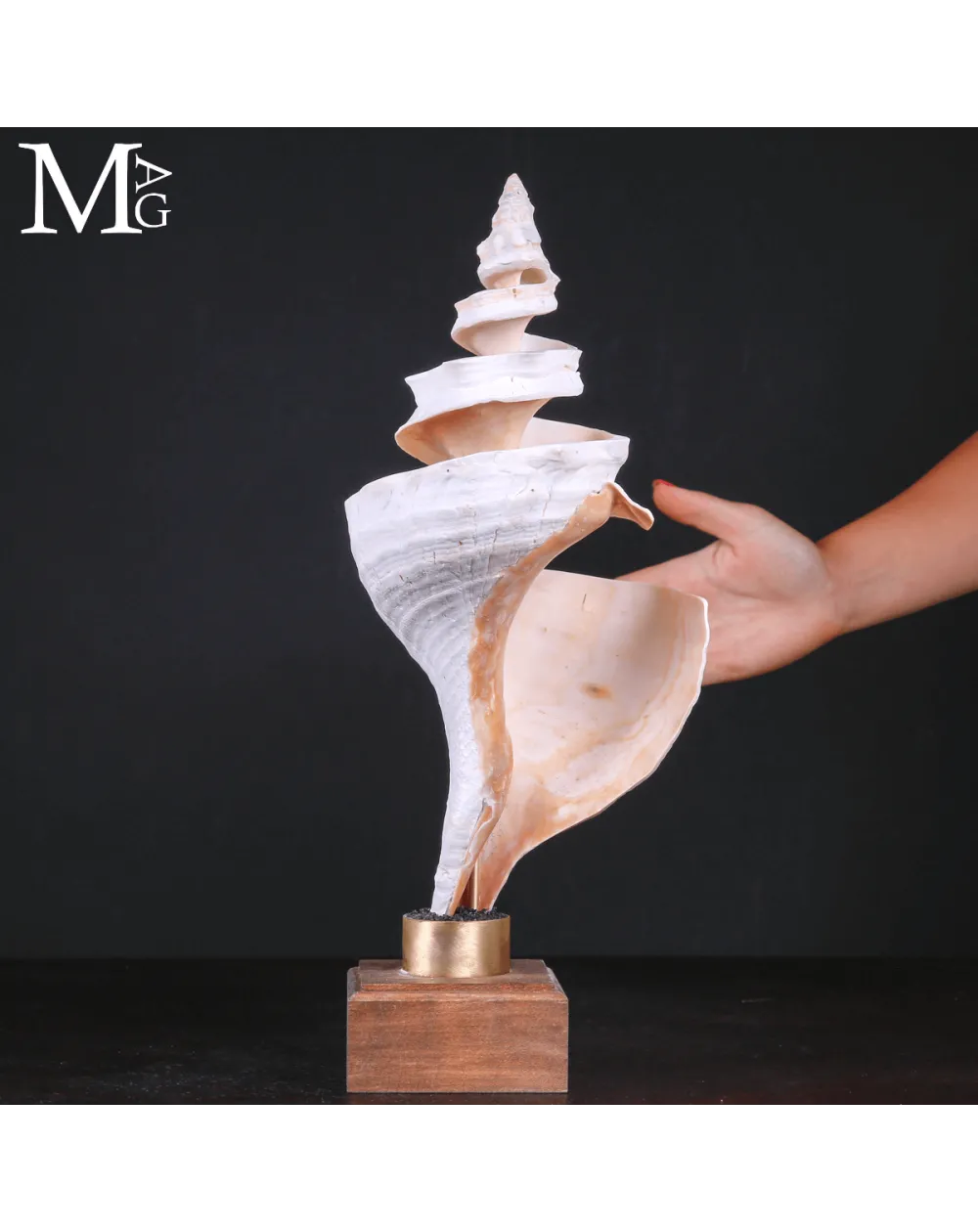 Triplofusus Giganteus – Scultura della Spirale Mrina
