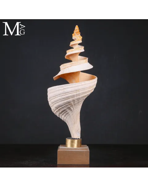 Triplofusus Giganteus Inciso – Anatomia di una Spirale.