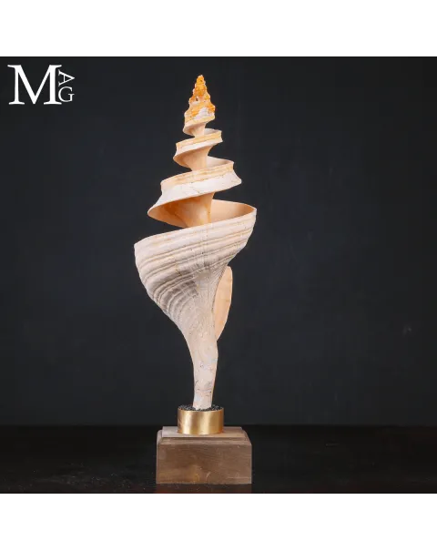 Triplofusus Giganteus Inciso – Anatomia di una Spirale.