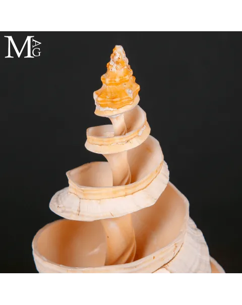 Triplofusus Giganteus Inciso – Anatomia di una Spirale.