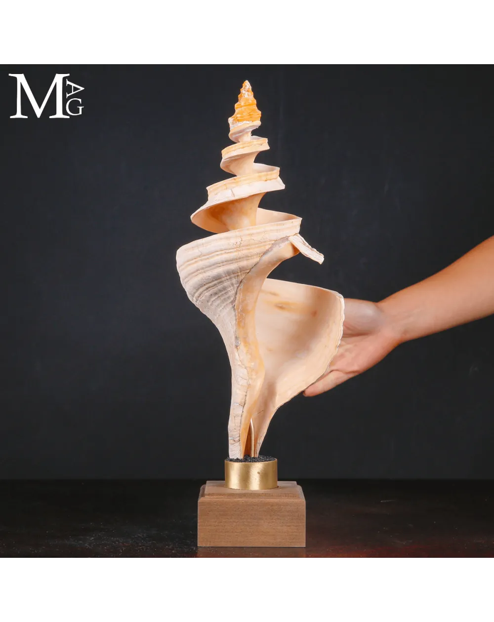 Triplofusus Giganteus Inciso – Anatomia di una Spirale.