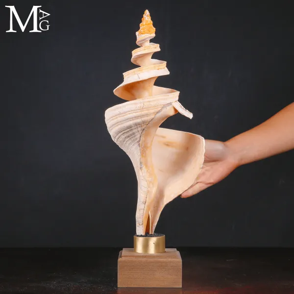 Triplofusus Giganteus Inciso – Anatomia di una Spirale.