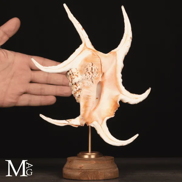 Lambis Chiragra – Grande Conchiglia Ornamentale su Base Artigianale