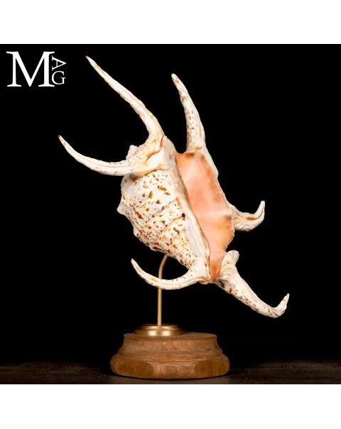 Lambis Chiragra – Architettura marina tra eleganza e movimento