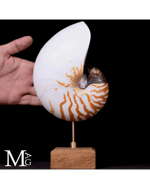 Nautilus Pompilius naturale su base in legno e ott...