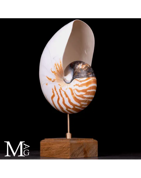 Nautilus Pompilius naturale su base in legno e ottone.