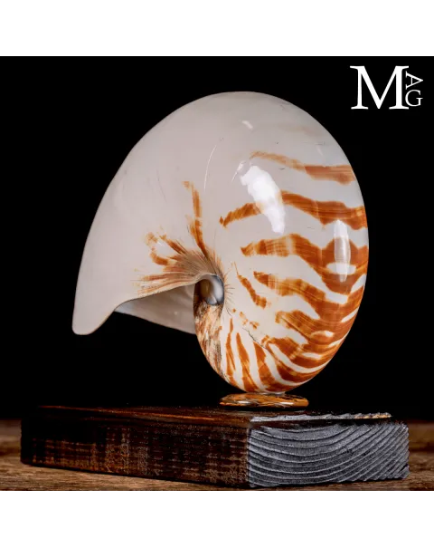 Nautilus Pompilius su Base in Legno – La Conchiglia dei Navigatori