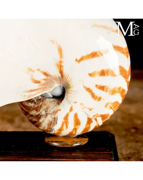Nautilus Pompilius su Base in Legno – La Conchiglia dei Navigatori